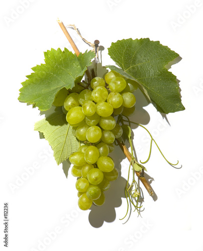tasty wine grapes photo