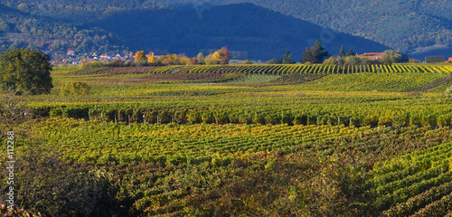 wineyards in autumn