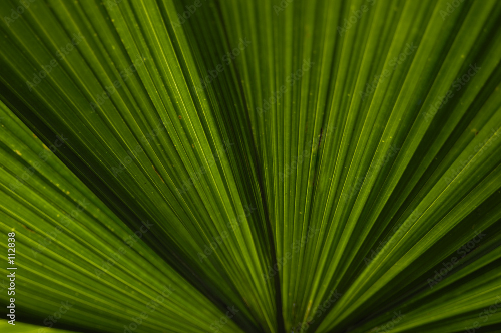 palm leaves palm leaves