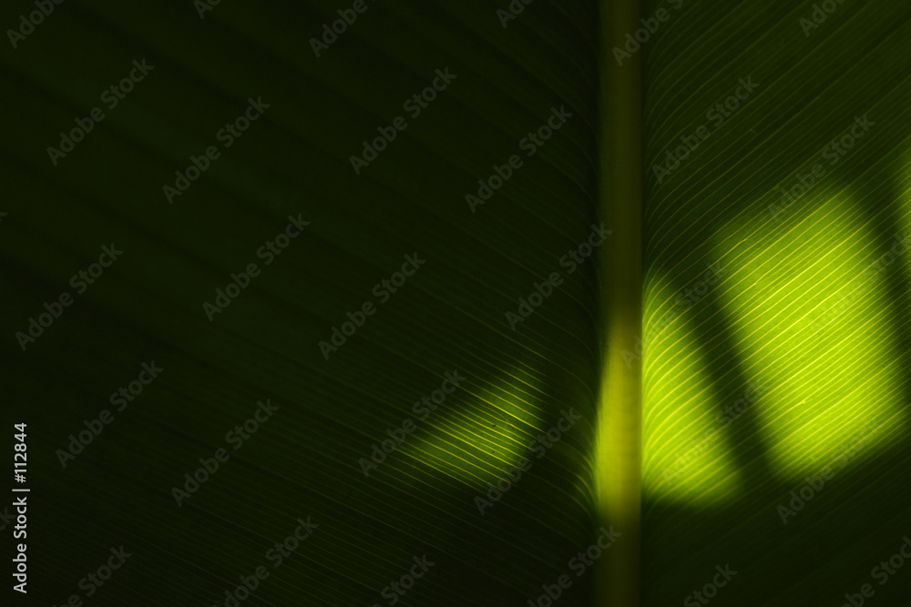 Fotografía shadows on palm