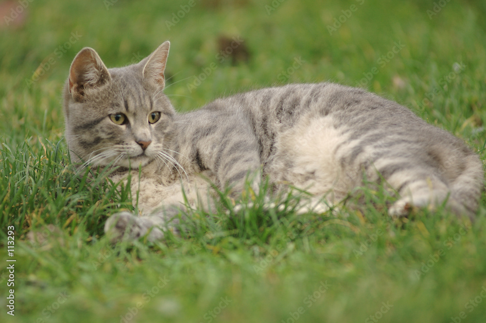 cat cat