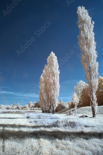 peupliers infrarouge photo