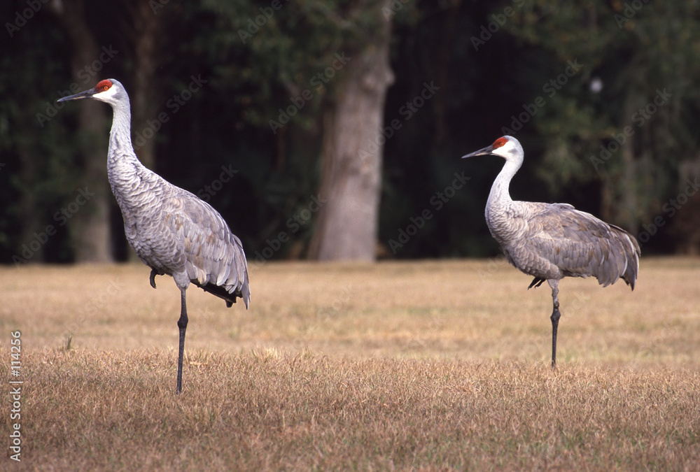 Obraz premium sandhill cranes