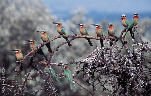 bee-eater photo