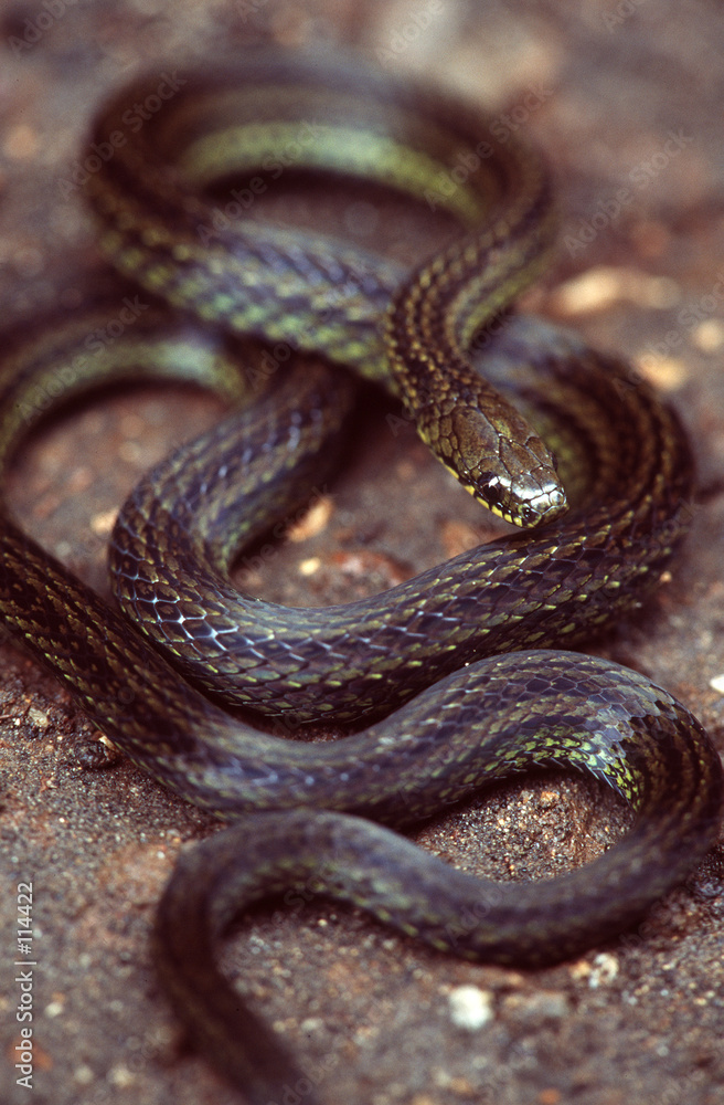striped snake striped snake