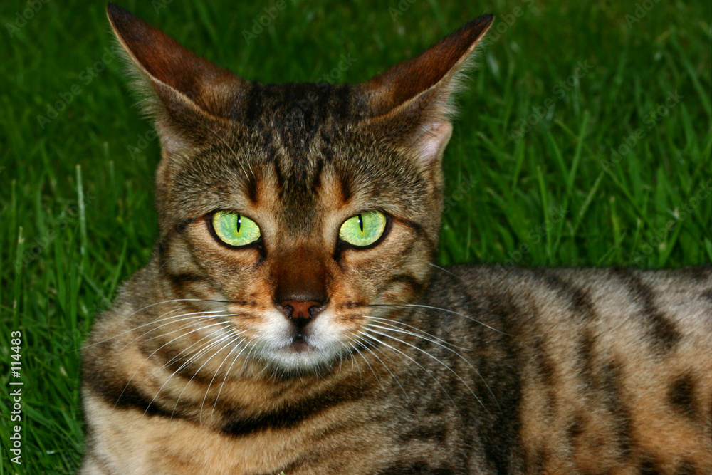 powerful eyes powerful eyes