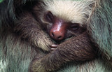 sloth infant