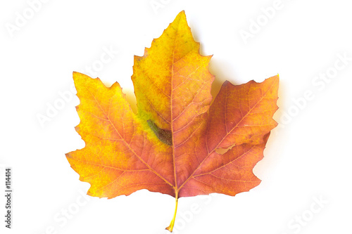 orange maple leaf
