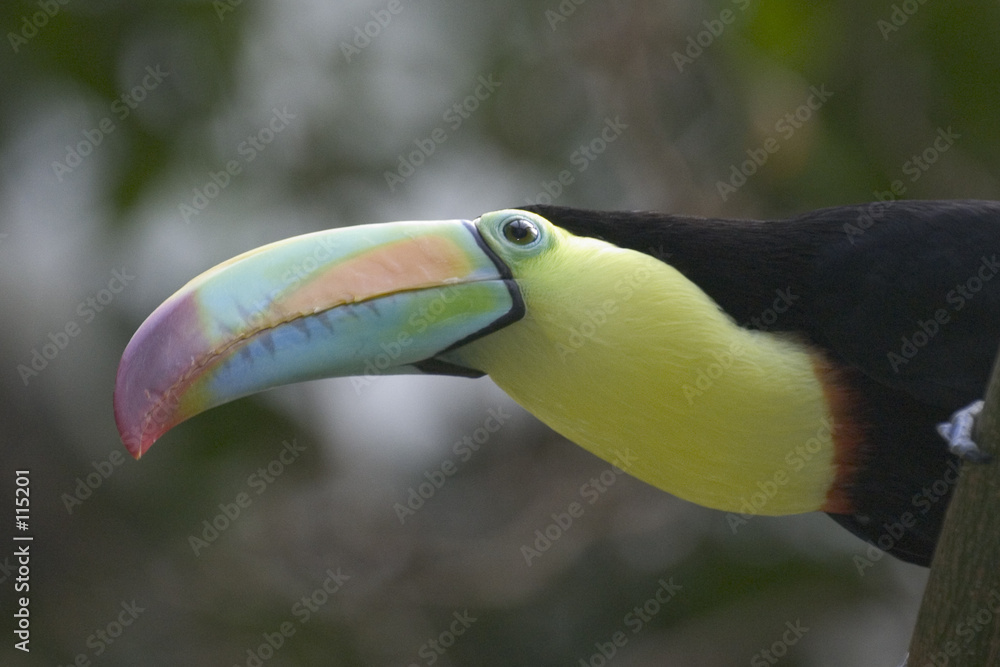 Fototapeta premium toucan