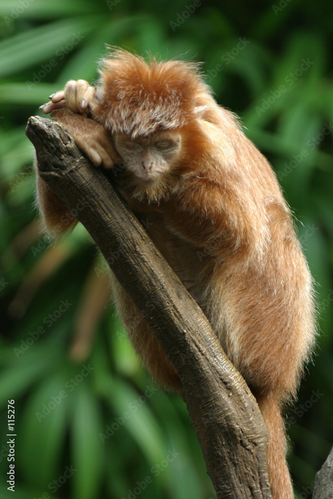 Fototapeta premium langur