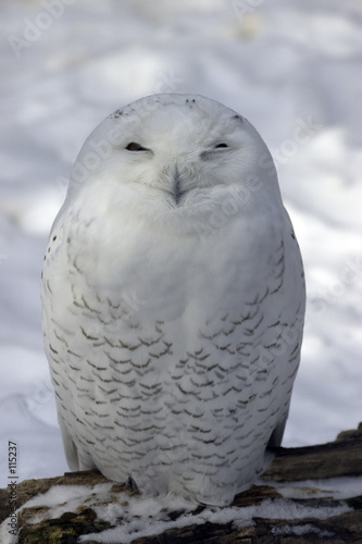 snowy owl