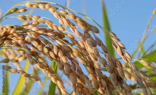 rice field detail