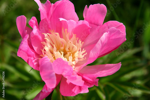 pink and white peony