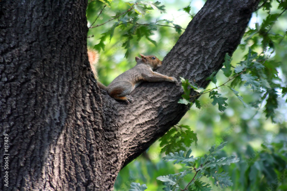eichhörnchen ausspannend