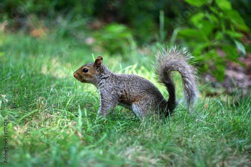 eichhörnchen