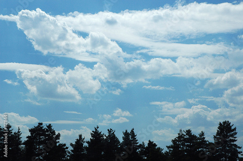 silhouettes de sapins sur ciel bleu © LAURENT VICENZOTTI