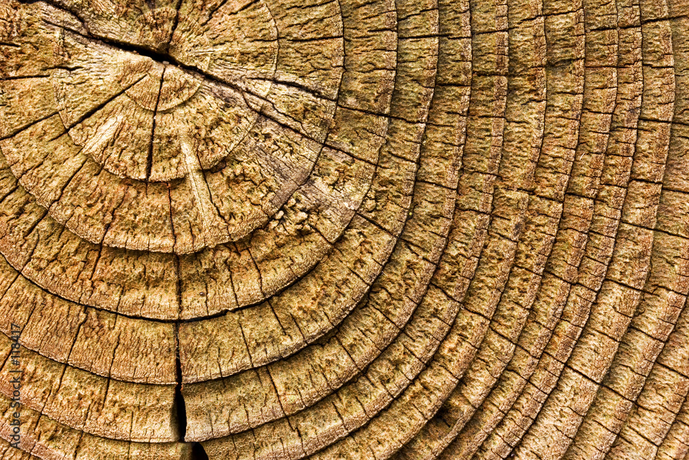 Fototapeta premium wooden texture