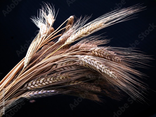 wheat
