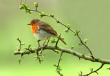 the robin
