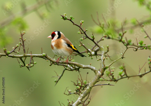 the goldfinch © marilyn barbone