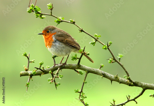Fototapeta the robin