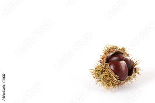 solitary chestnut