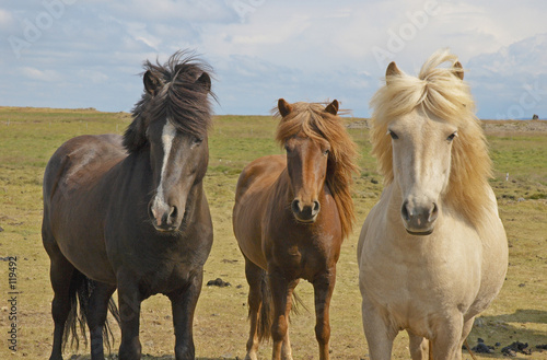Icelandic horses  Iceland