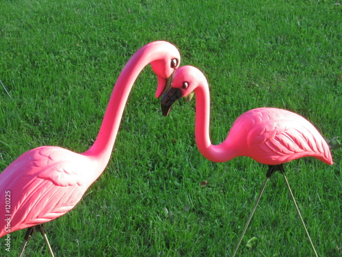 flamingo love photo