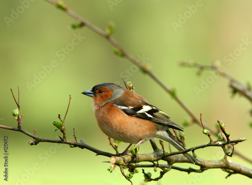 the chaffinch