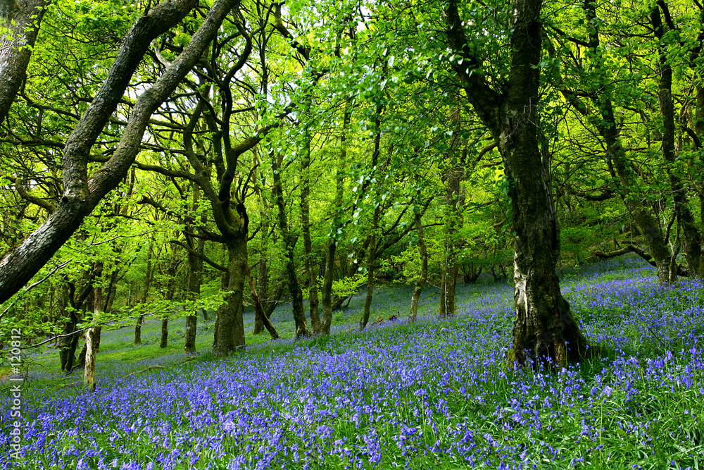 Φωτογραφία bluebell fairyland