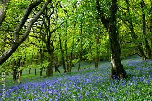 Photos bluebell fairyland
