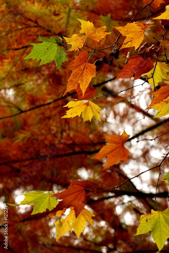 couleur d'automne