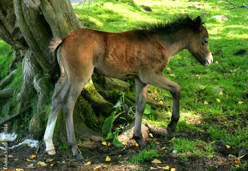 the baby foal
