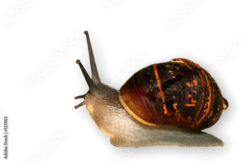 the snail, slow and slimey