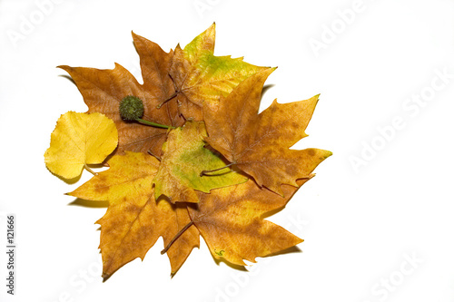fall color collage series
