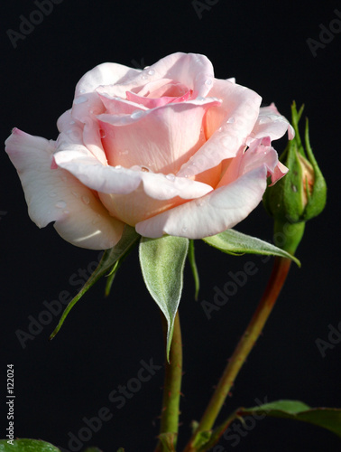 rose pearl abundance