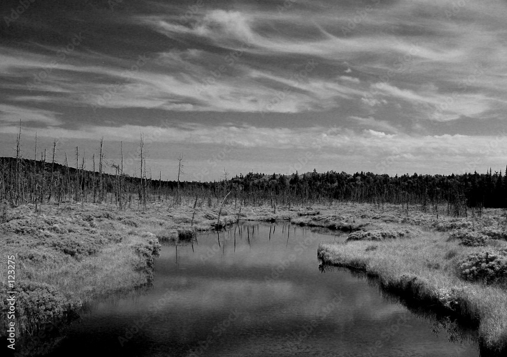 Fototapeta premium deserted forest