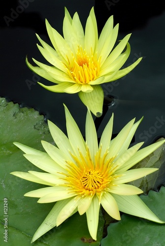 Fototapeta Naklejka Na Ścianę i Meble -  water lillies in a pond