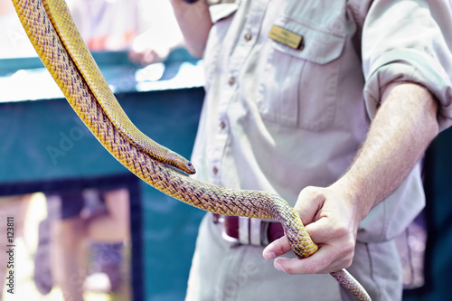 taipan snake photo