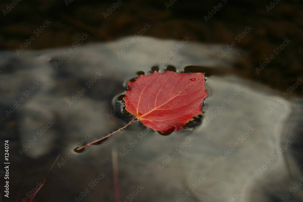 Hoja De Chopo Sobre El Agua Stock Photo Adobe Stock
