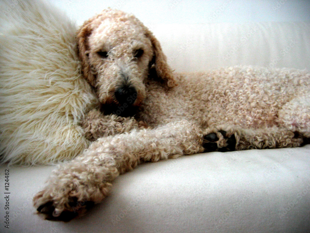 Fotografie otis on the couch