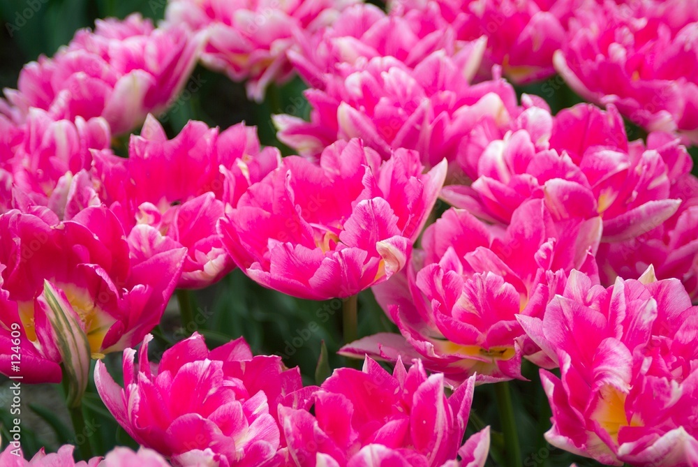 bright pink tulips