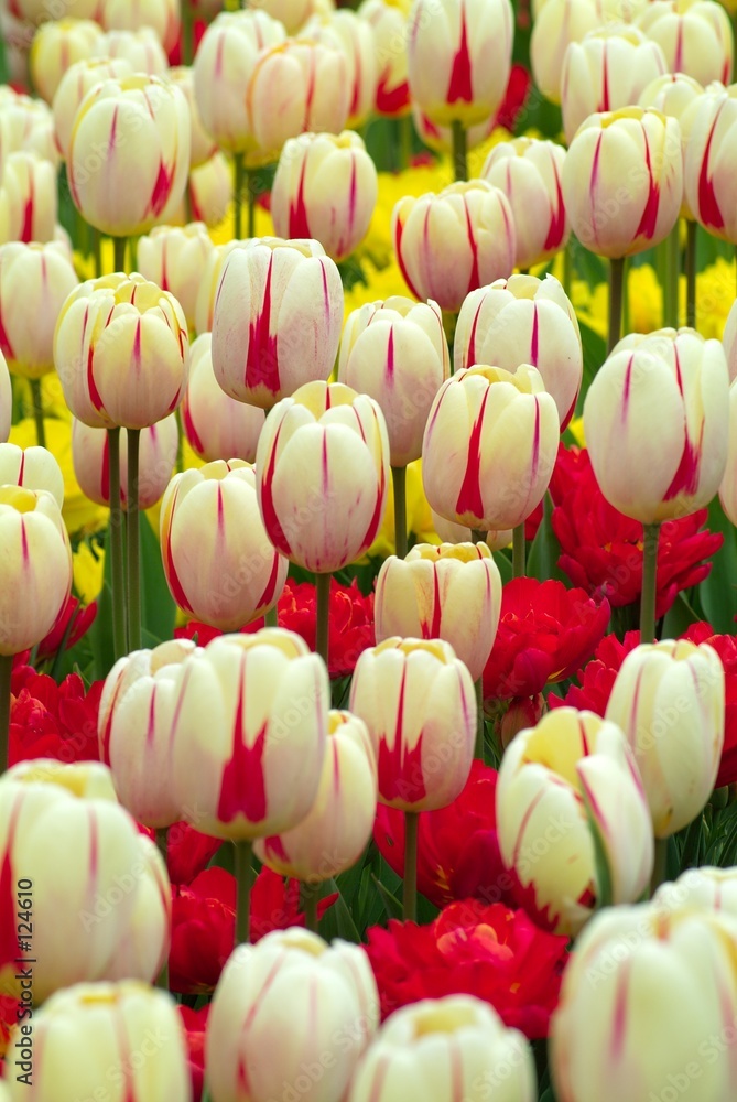 various, multi-colored tulips