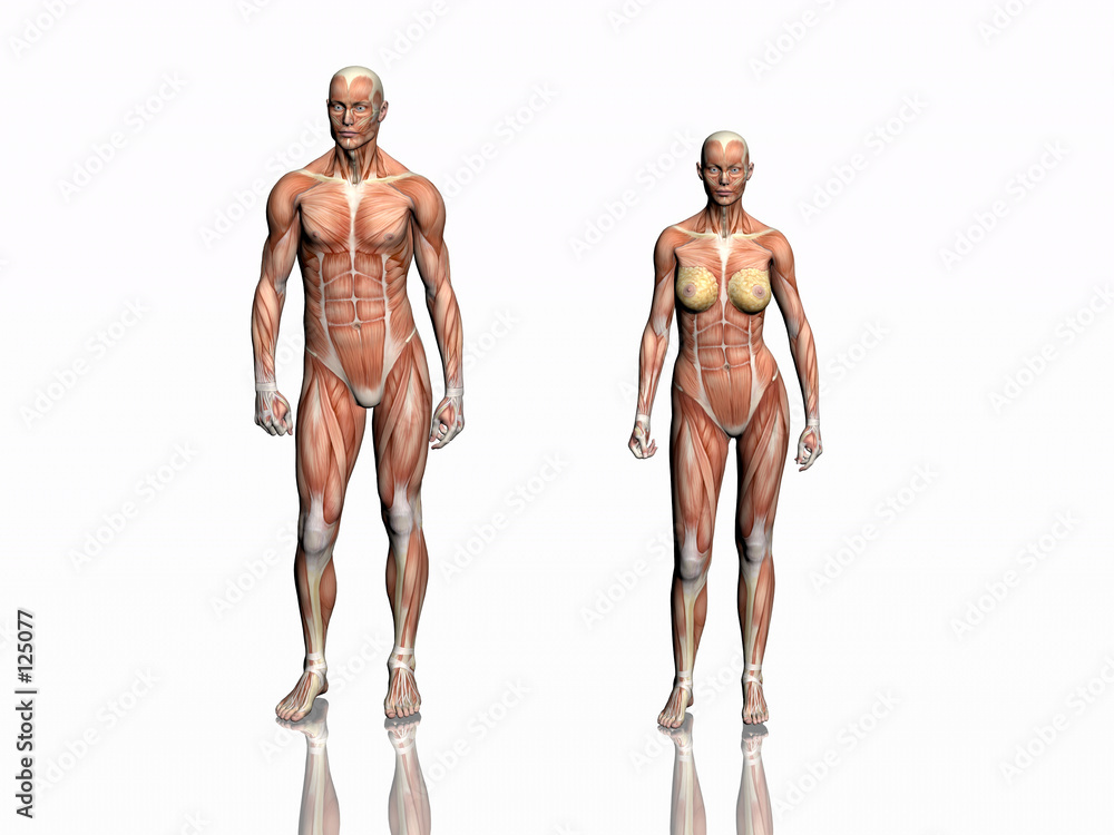 anatomy of man and woman. - obrazy, fototapety, plakaty 