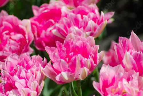 pink open tulips