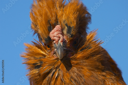 hen portrait #3