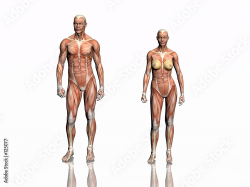 anatomy of man and woman.