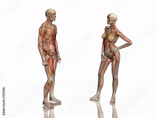 anatomy, transparant muscles with skeleton.