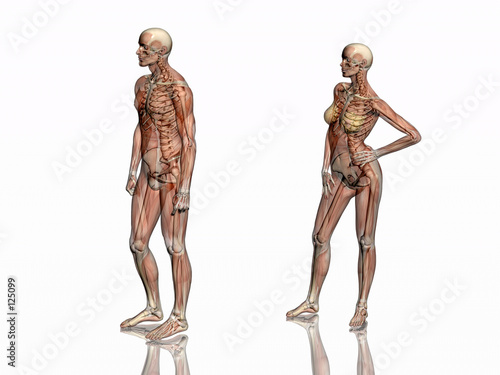 anatomy, transparant muscles with skeleton.