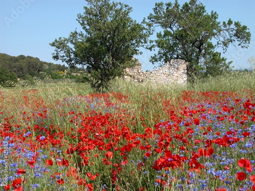 pré fleuri